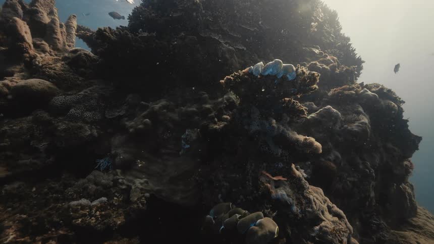 A detailed coral reef structure teeming with small fish and featuring a prominent giant clam
