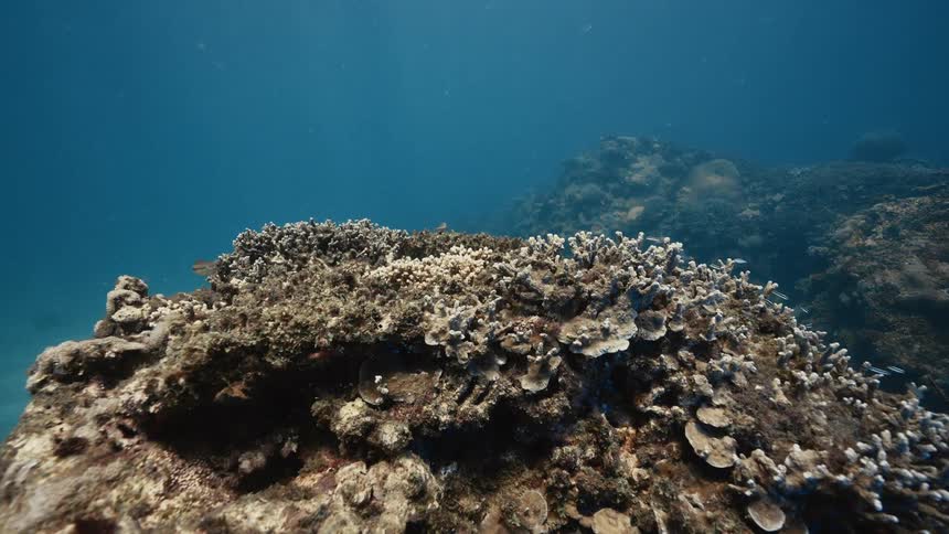 The fish swim through the coral reef