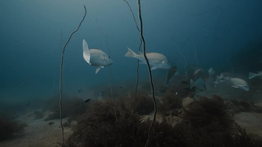 Fish are swimming together on the floor of the ocean
