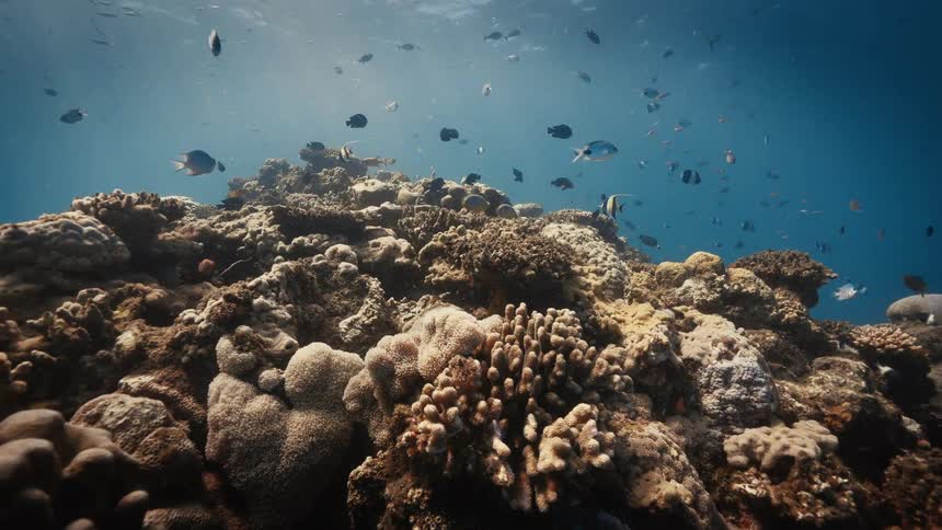 A vibrant coral reef teems with tropical fish under clear blue water bathed in natural sunlight filtering from above