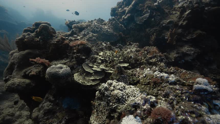 A slow pan across a detailed underwater coral reef showcases various coral formations and small fish swimming in their natural habitat