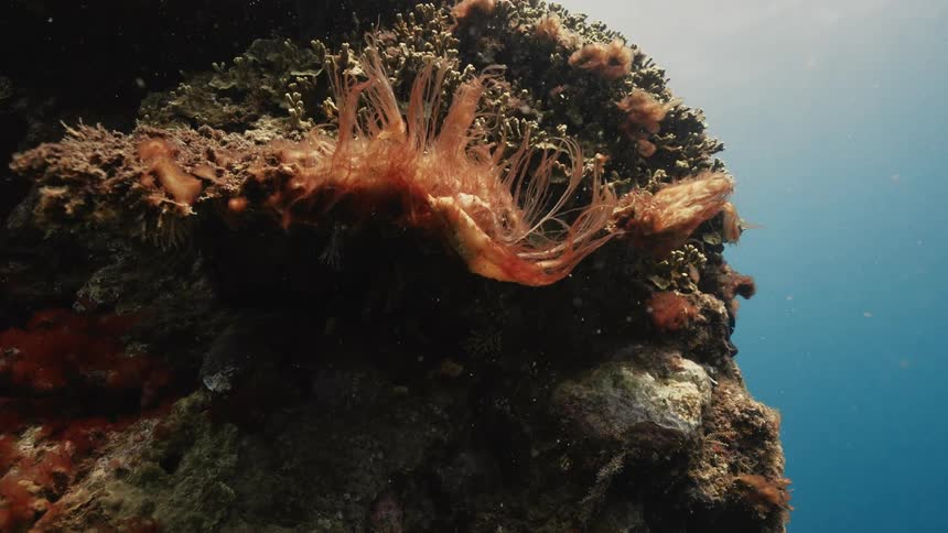 A close up footage an underwater sea plant