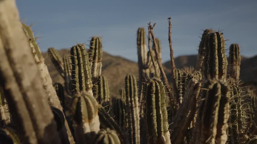 A large amount of cactus are in the desert