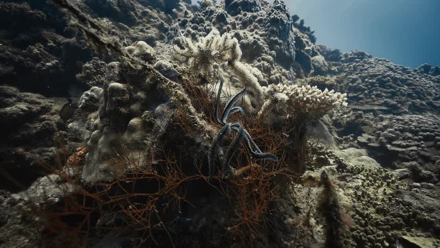 A brittle starfish clings to vibrant coral formations in a colorful underwater reef environment