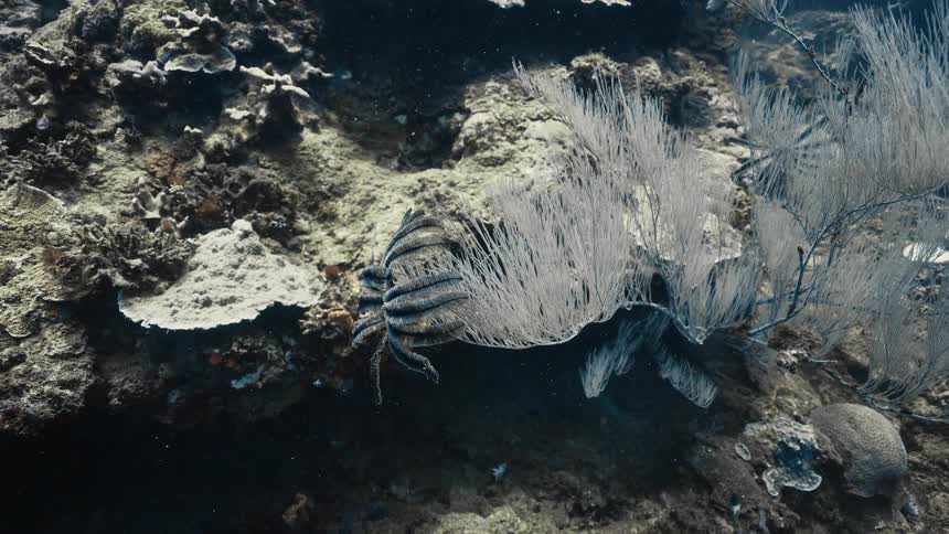 A footage of sea weeds under the sea
