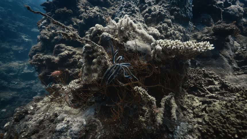 A vibrant underwater coral reef scene featuring a blue sea star and surrounding marine life