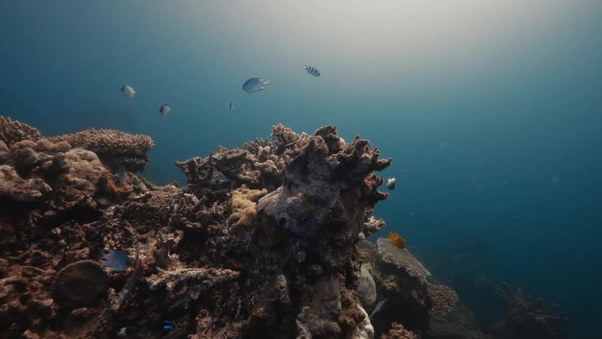 The fish swim around through the coral reef