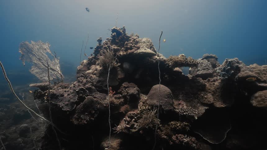 A vibrant coral reef extends from the ocean floor alive with coral and small fish in calm sunlit waters