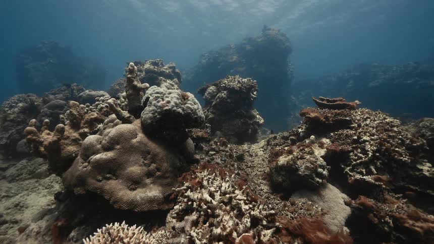 An underwater view shows diverse coral formations on the seabed