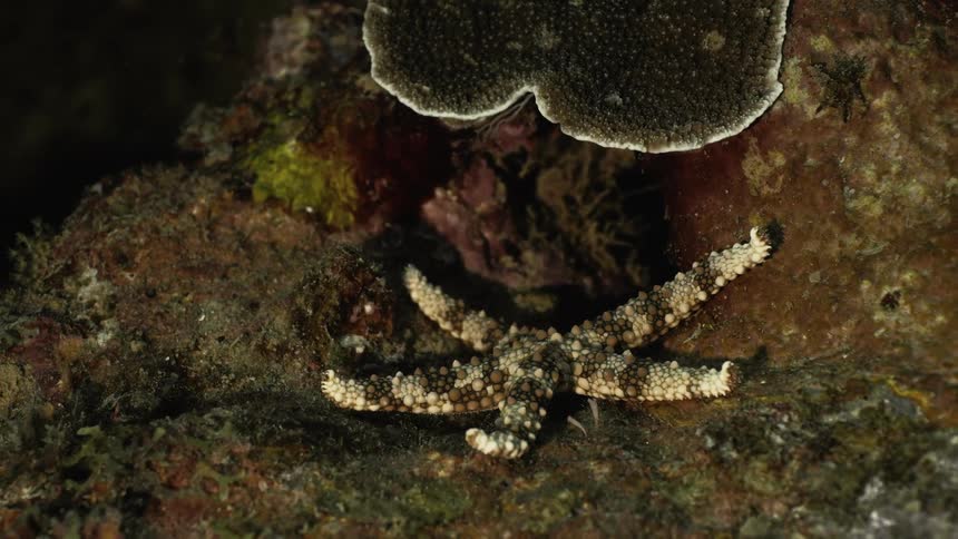 Marine life underwater