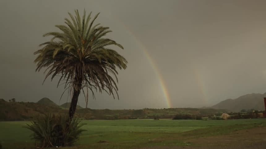 Palm tree and double rainbow behind the mountains on a tropical island after the rain