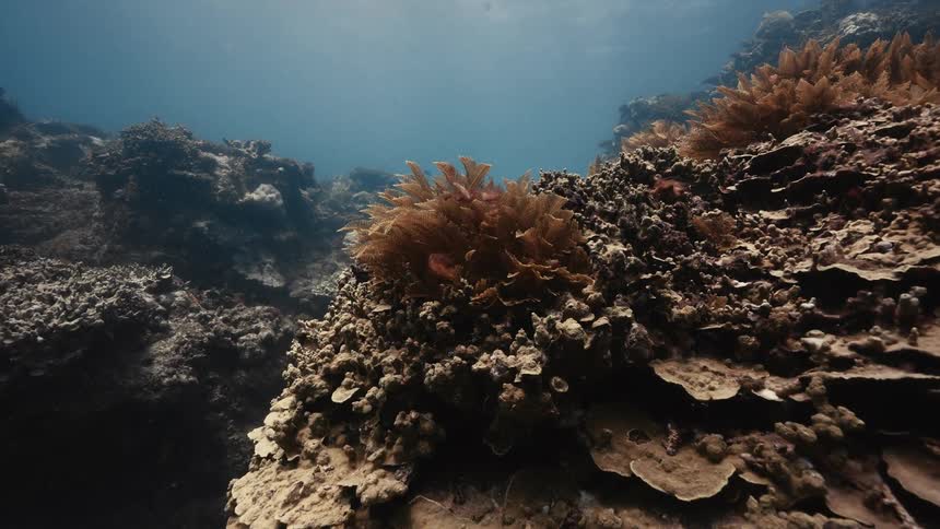 A vibrant coral reef teems with marine life beneath clear sunlit waters