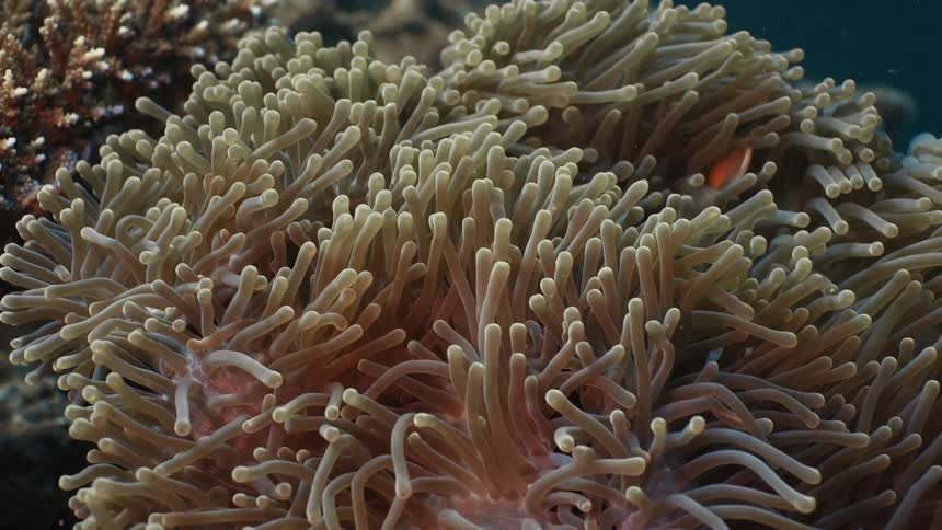 Fish swim through a sea anemone on a underwater reef