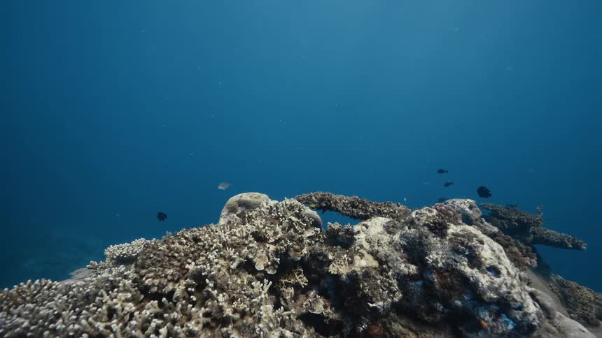 A vibrant coral reef thrives with marine life as fish glide through clear blue waters in this serene underwater scene