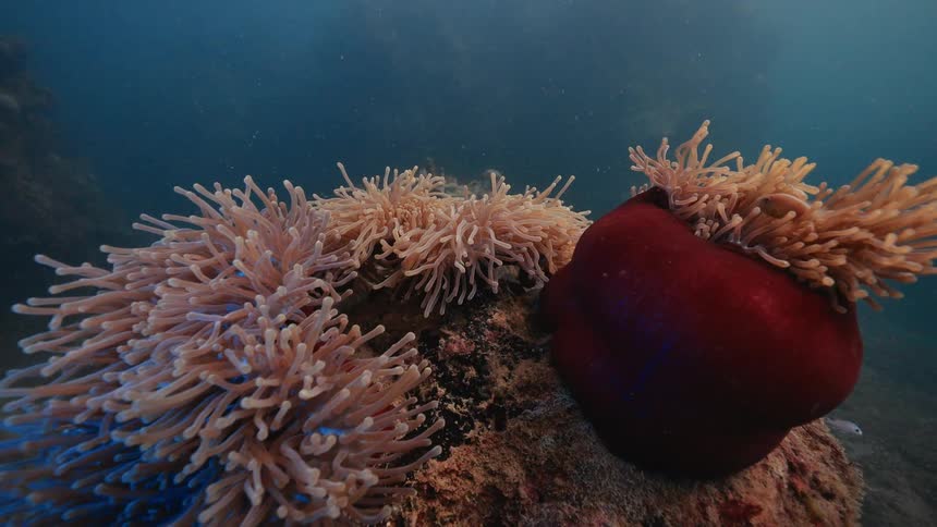 Small fish swim near a coral reef
