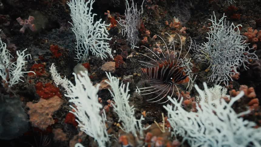 Colorful fish swimming among corals