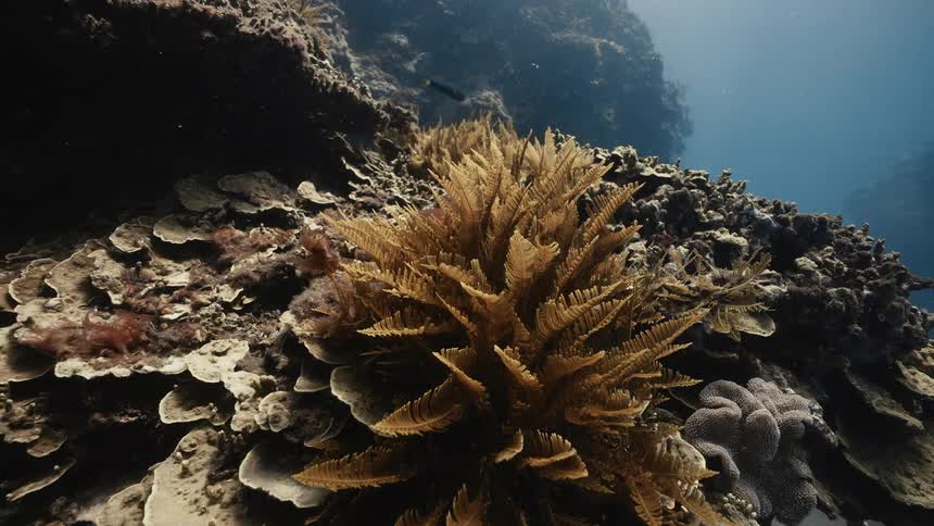 An underwater view of a vibrant coral reef with diverse corals lit by natural sunlight