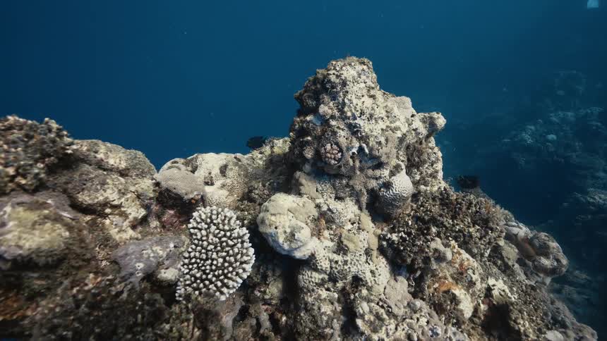 Sunlight shines through the water onto a reef while fish swim through the murky water nearby