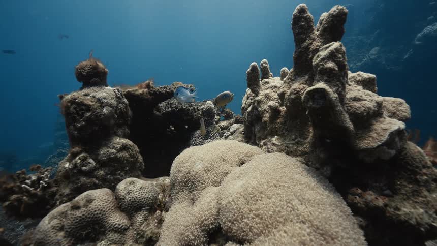 An underwater scene featuring coral formations and tropical fish swimming in clear blue water