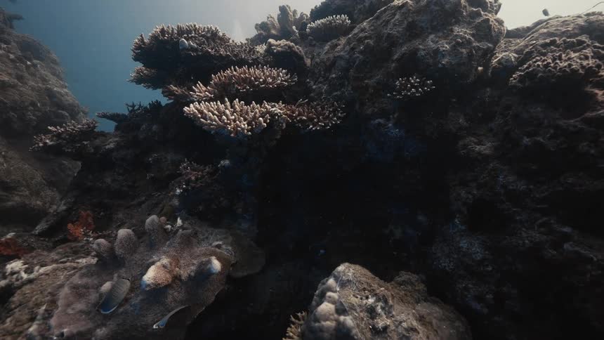 The fish swim around the coral reef underwater