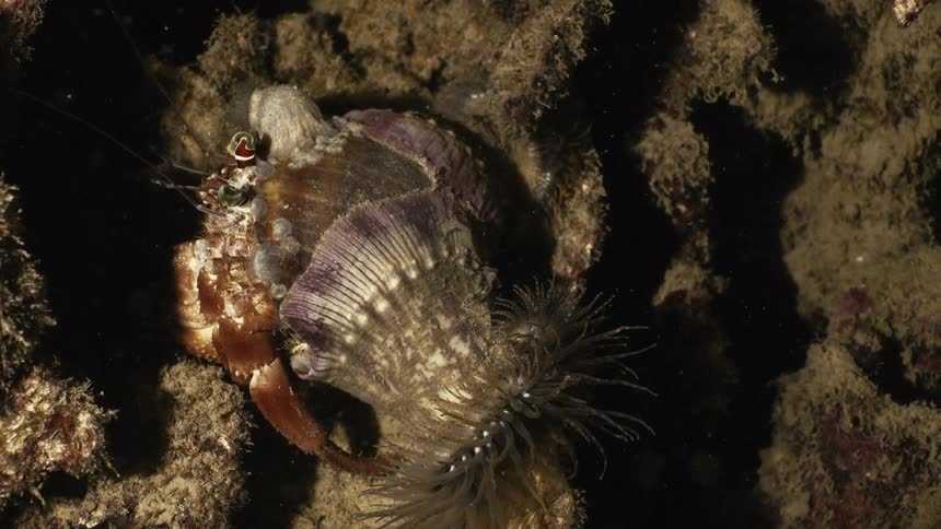 Marine life in the water
