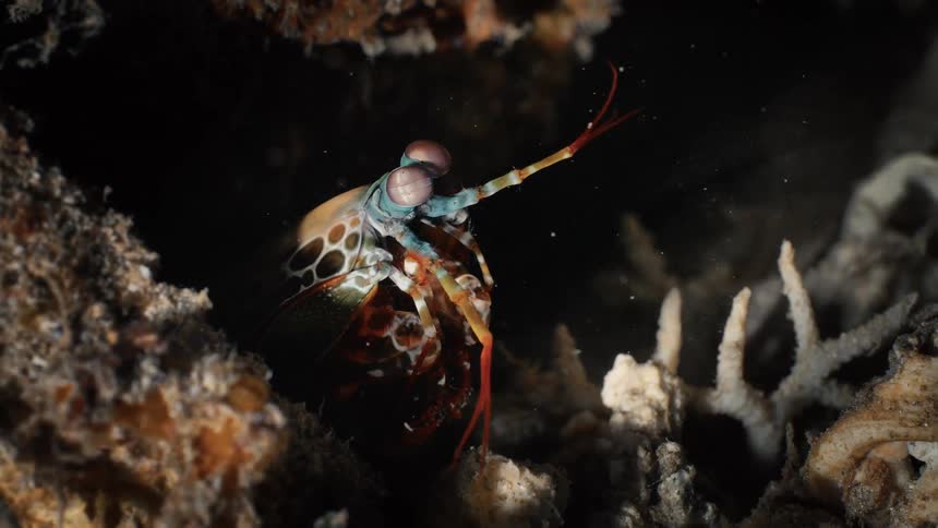 Close up of a Mantis shrimp on a reef