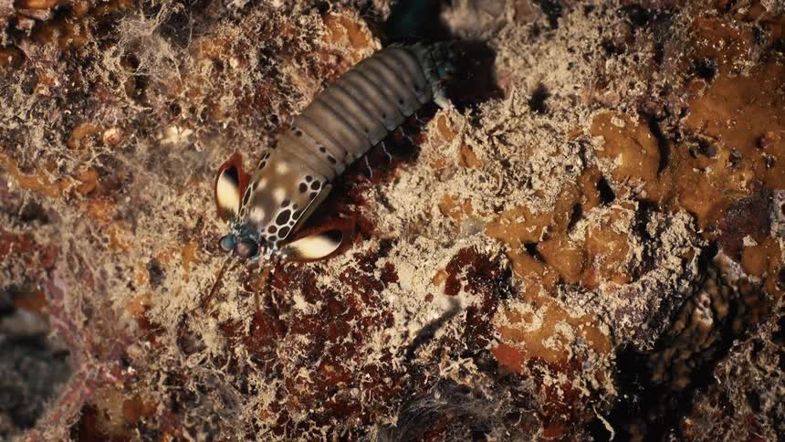 A footage of a shrimp underwater