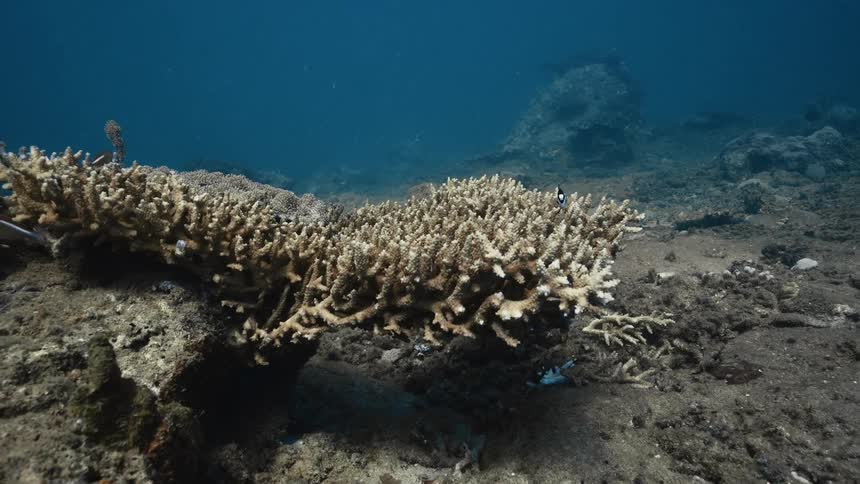 Fish swim among thecoral growing in murky water