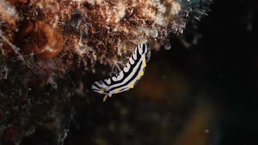 An underwater footage of the sea weed