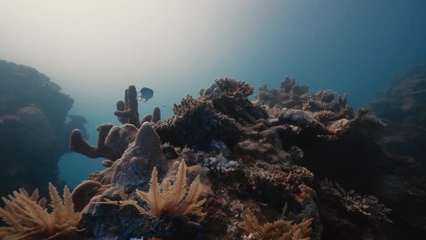 A vibrant coral reef scene showcases diverse marine life and colorful coral structures beneath the oceans surface