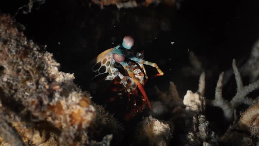 A footage of a Mantis shrimp underwater