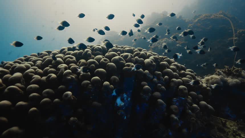 A large coral formation teeming with small fish is captured underwater in a clear vibrant marine environment
