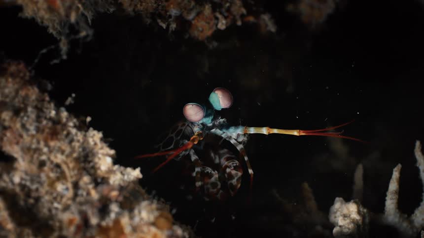 A Mantis shrimp peeks out from a dark crevice in an underwater marine environment