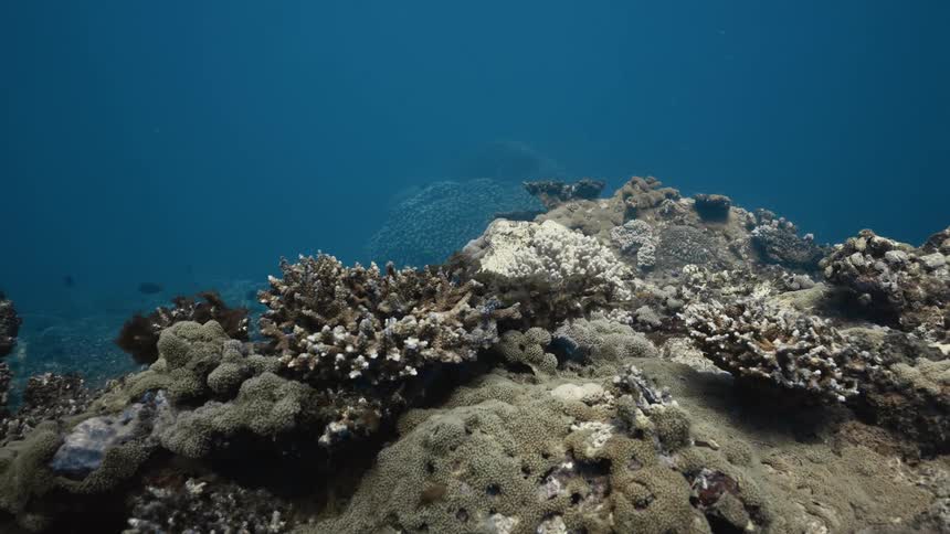 The ocean floor is covered with coral