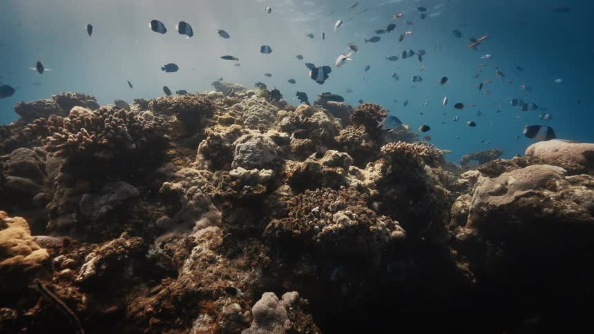 A large school of small dark and light striped fish swims over a sprawling coral reef on the ocean floor illuminated by sunlight from above