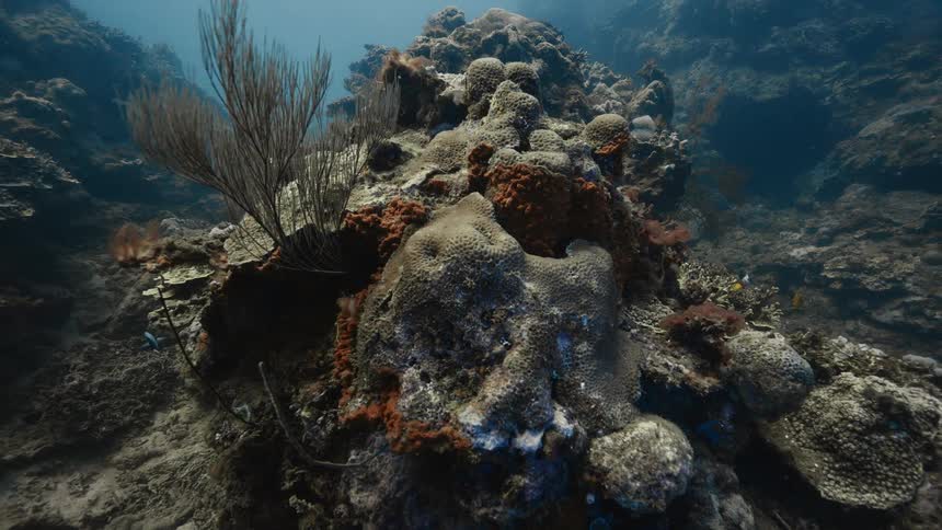 A diverse underwater coral reef is slowly revealed showcasing various coral types a prominent sea fan and small fish swimming throughout the scene