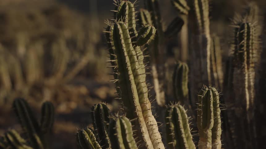 Sunlight shines upon cactus and the prickly spines