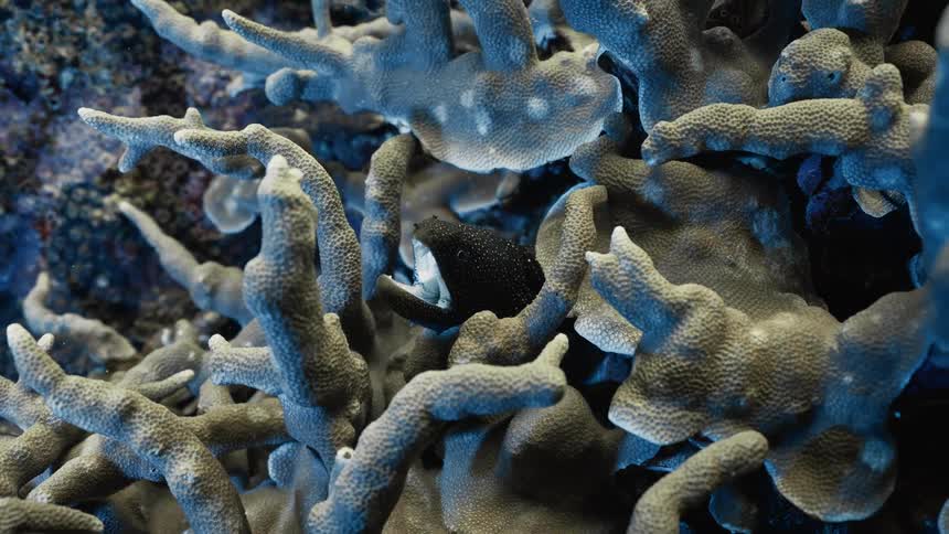 A closeup underwater shot shows a black fish nestled among branching bluegrey coral structures