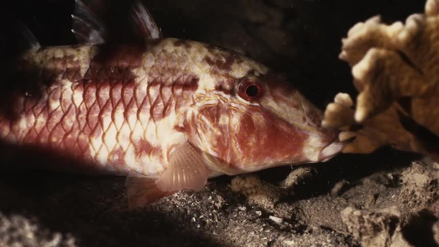 A red and white fish lies on the seafloor near coral lit by underwater light