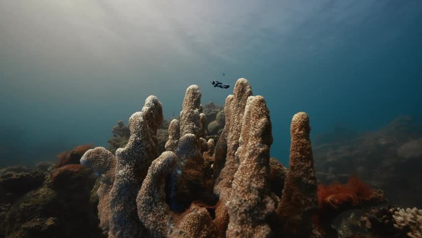A black and white fish swims above finger like coral formations in a sunlit underwater scene