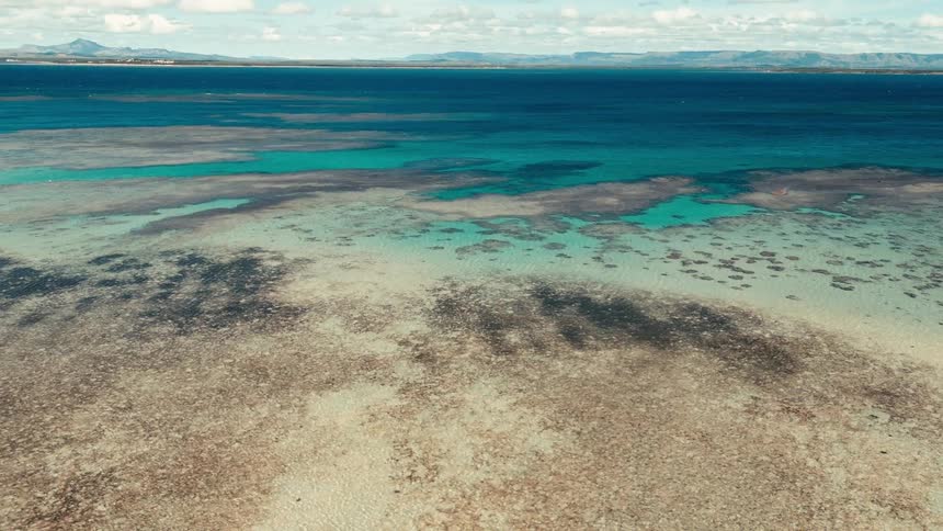 A view of a huge coral in a sea with crystal clear water