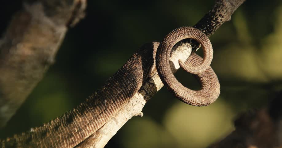 A curled up lizard tail is tightly wrapped around a tree branch in a sunlit forest emphasizing texture and camouflage