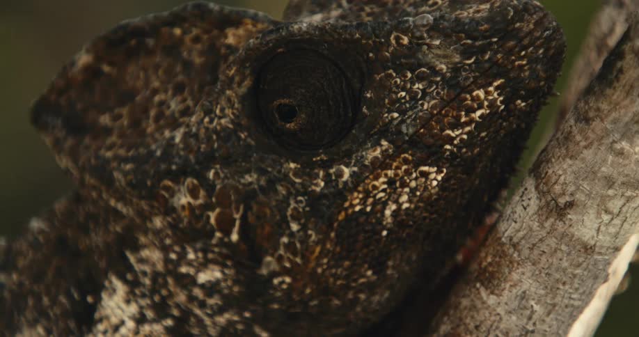 A close up of a camouflaged lizard blending into a tree branch with textured earthtoned skin