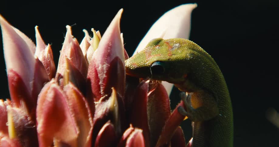 A close up shot of a green gecko licking a tropical flower with a black background highlighting the vibrant colors