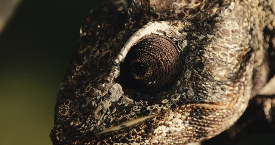 An extreme closeup shot of a reptiles textured face focusing on its eye