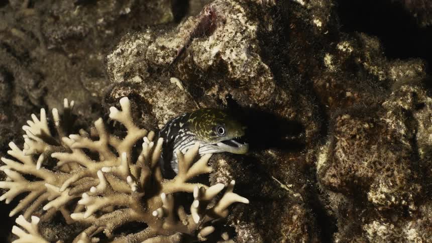 Fish camouflaged among corals in the ocean