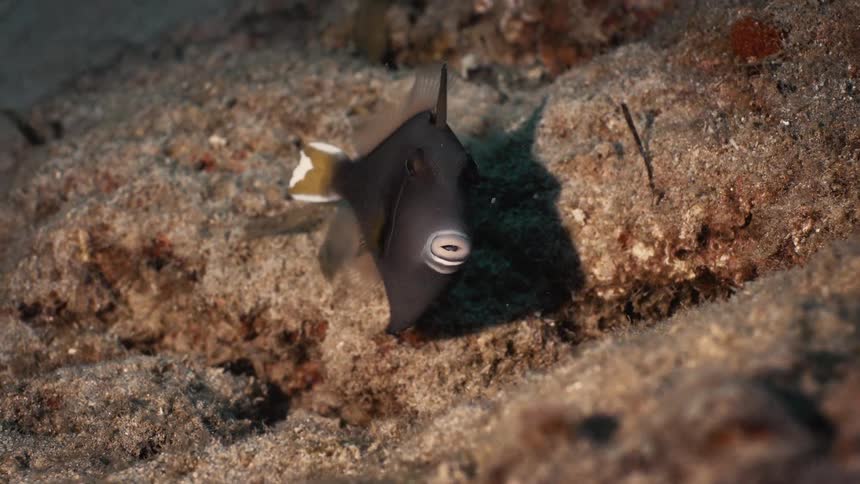 A fish swims near the ocean floor surrounded by coral and rocks