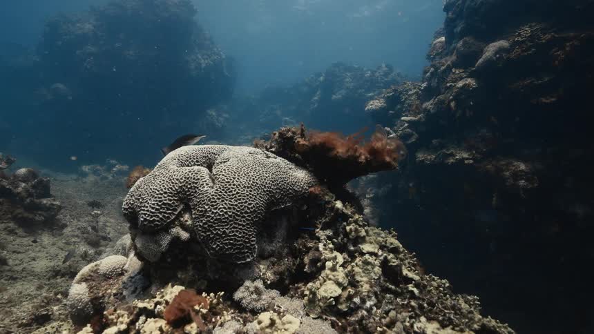 A coral reef sits prominently in a sunlit underwater scene surrounded by marine life and rocky ocean terrain