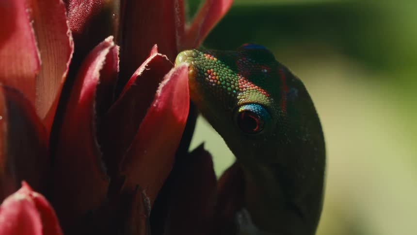 A vibrant green gecko with red markings licks a red tropical plant in a closeup nature shot