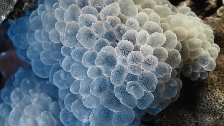 Close up of a bright blue coral
